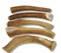 Deer antler