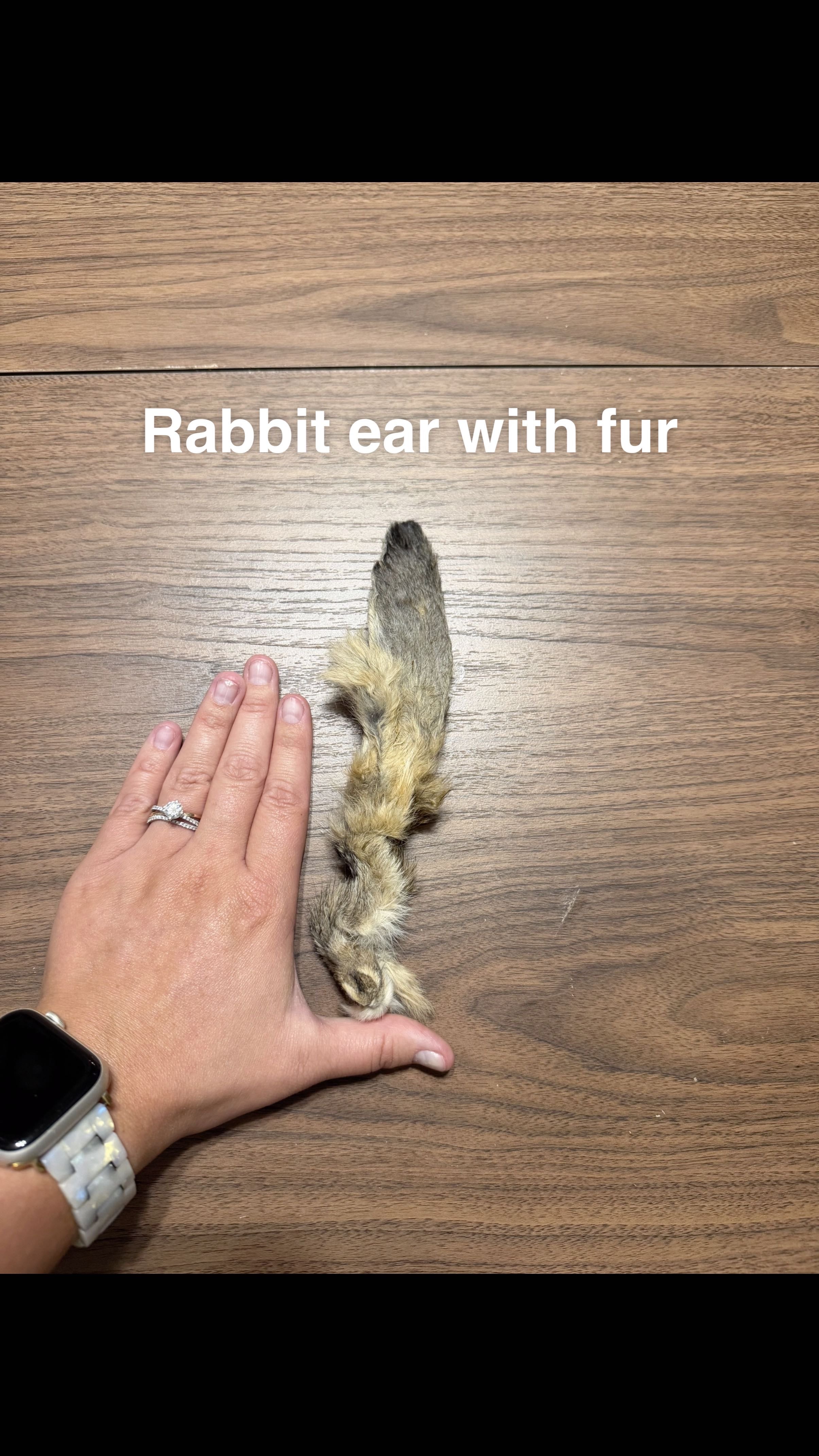 Rabbit ear with fur