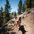 Hearth Hound