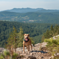 Boone Adventure