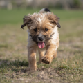 Ruff and Rowdy Pup