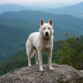 Mountain Dog