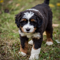 Little Explorer