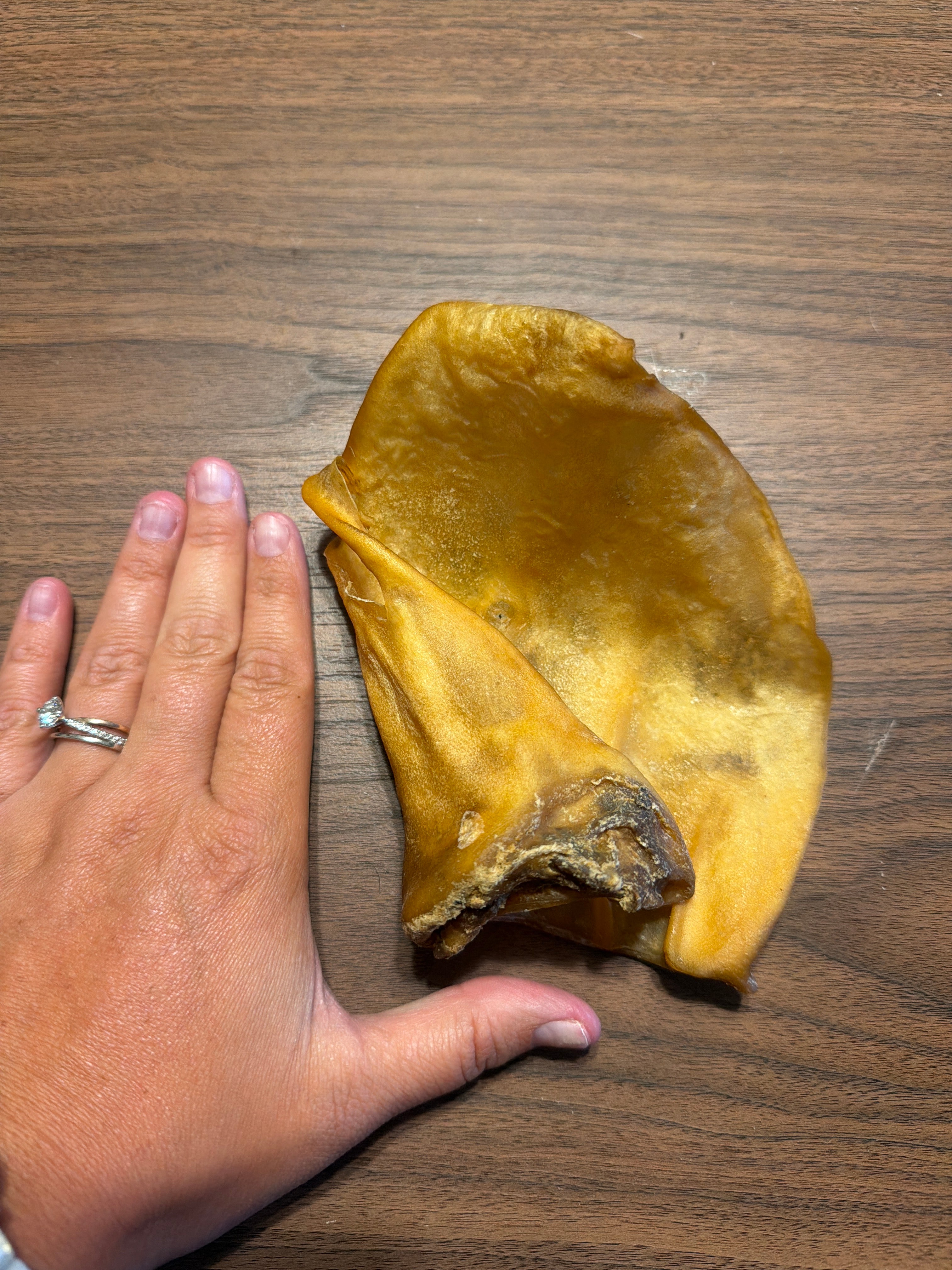 Cow ear without fur