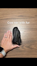 Cow ear with fur