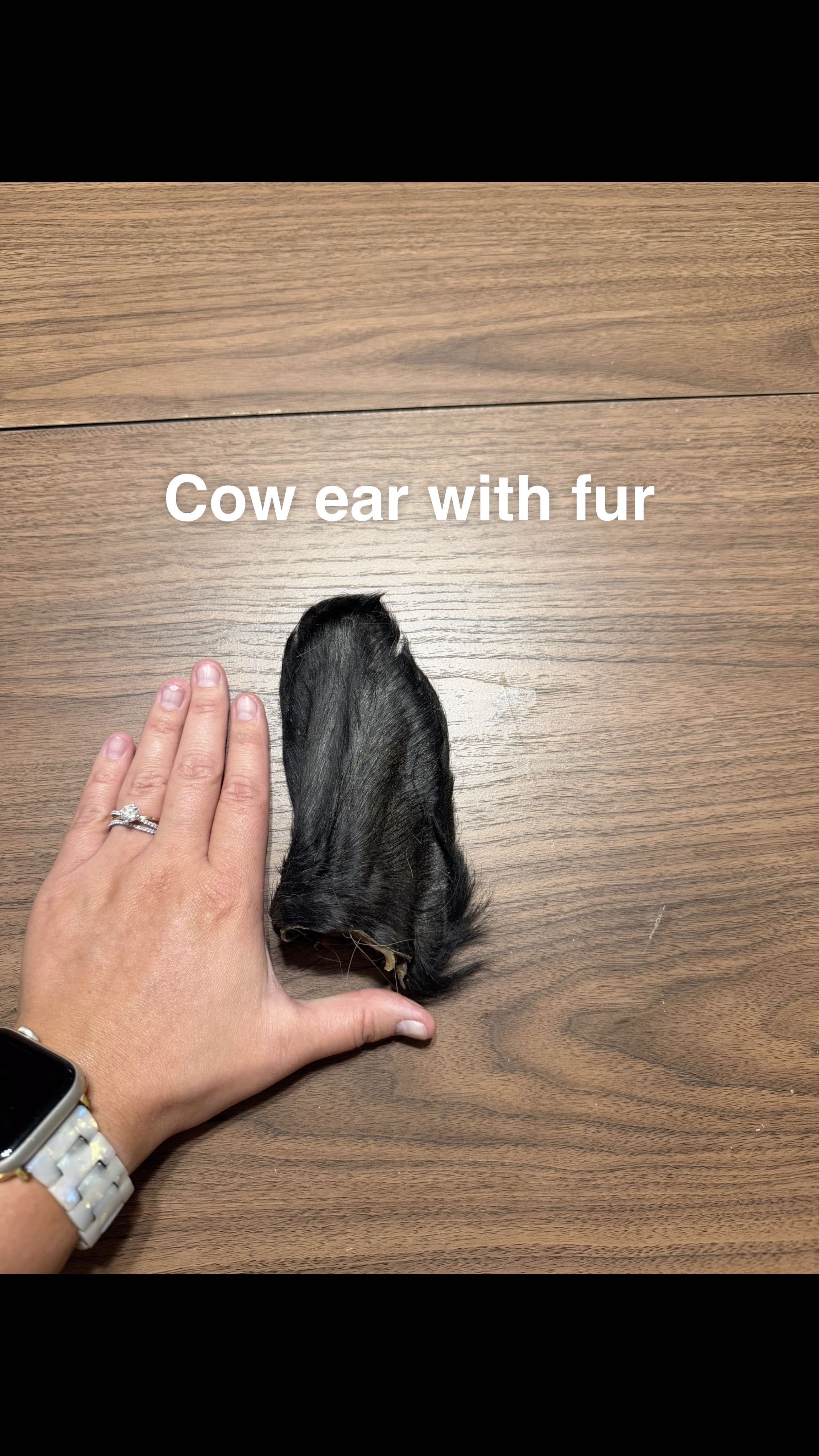 Cow ear with fur