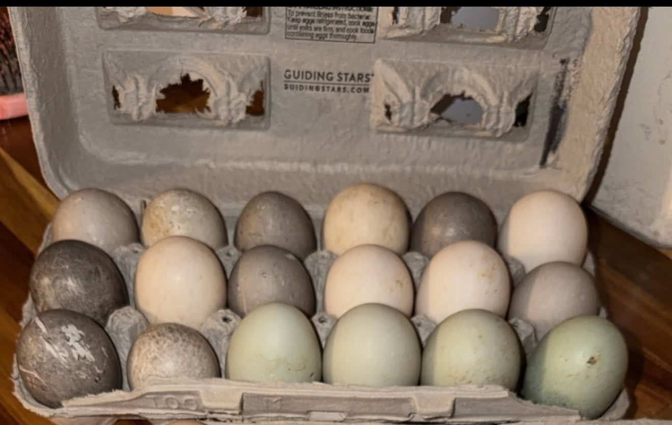 Duck eggs